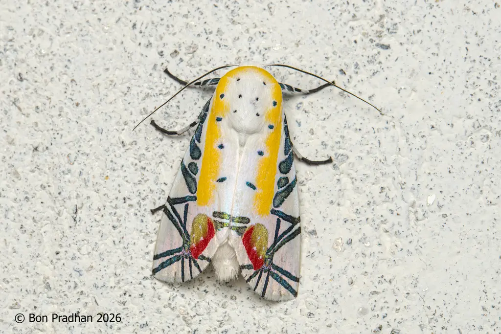 Baorisa hieroglyphica fotografata a Darjeeling, India