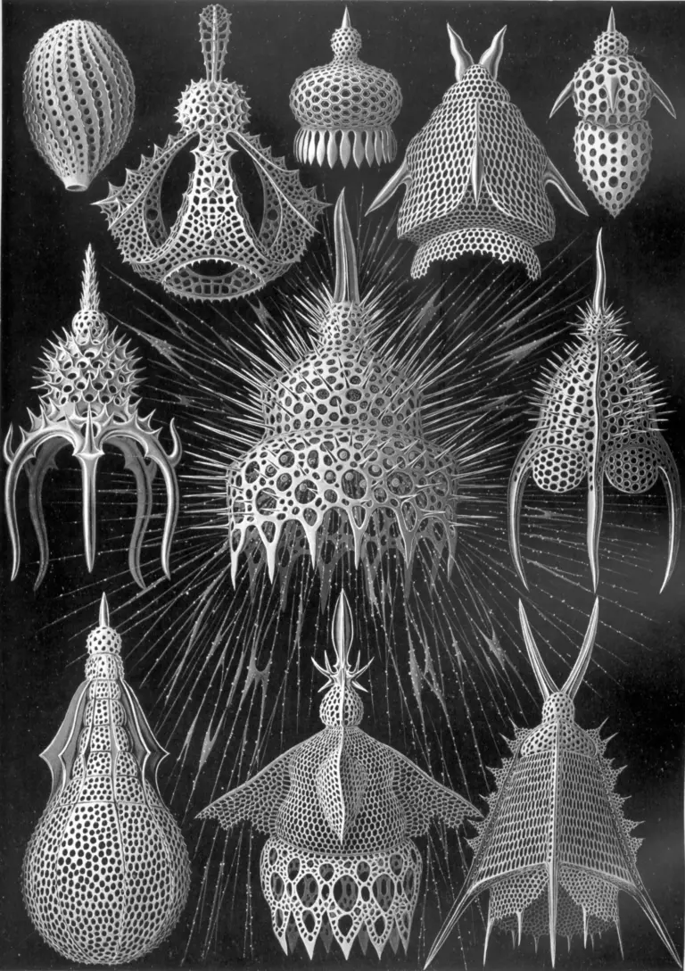 Tavola di radiolari Cyrtoidea da Kunstformen der Natur di Ernst Haeckel