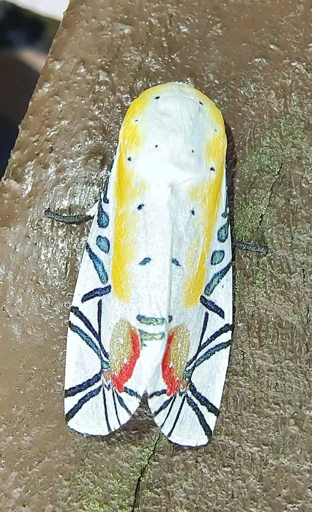Baorisa hieroglyphica su superficie chiara, Fraser's Hill, Malesia