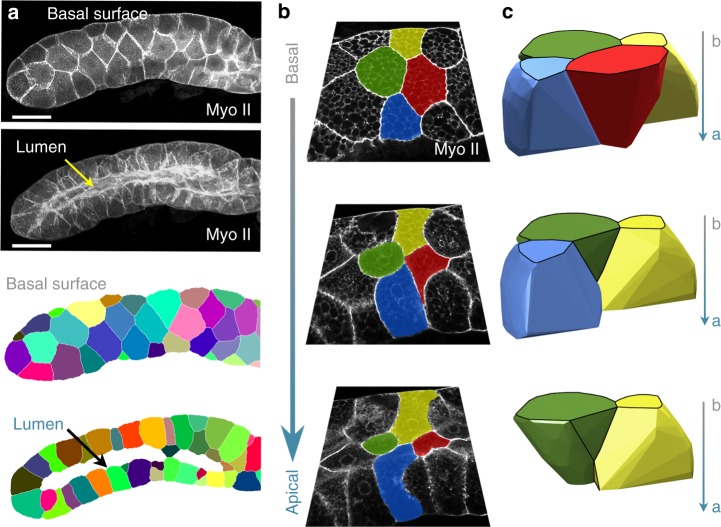 Immagini al microscopio confocale e ricostruzione tridimensionale di cellule epiteliali curve, con marcatura della miosina II
