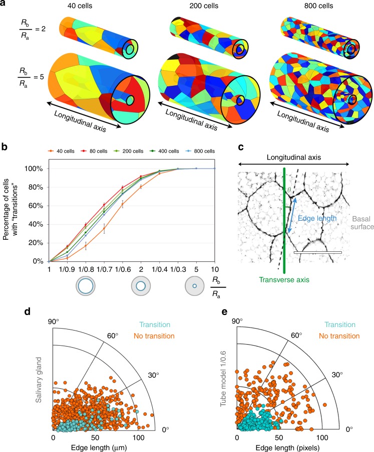 Modello computazionale di un tessuto epiteliale curvo impacchettato con celle di Voronoi colorate, lungo un tubo