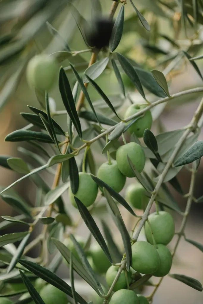 Ramo di ulivo con olive verdi